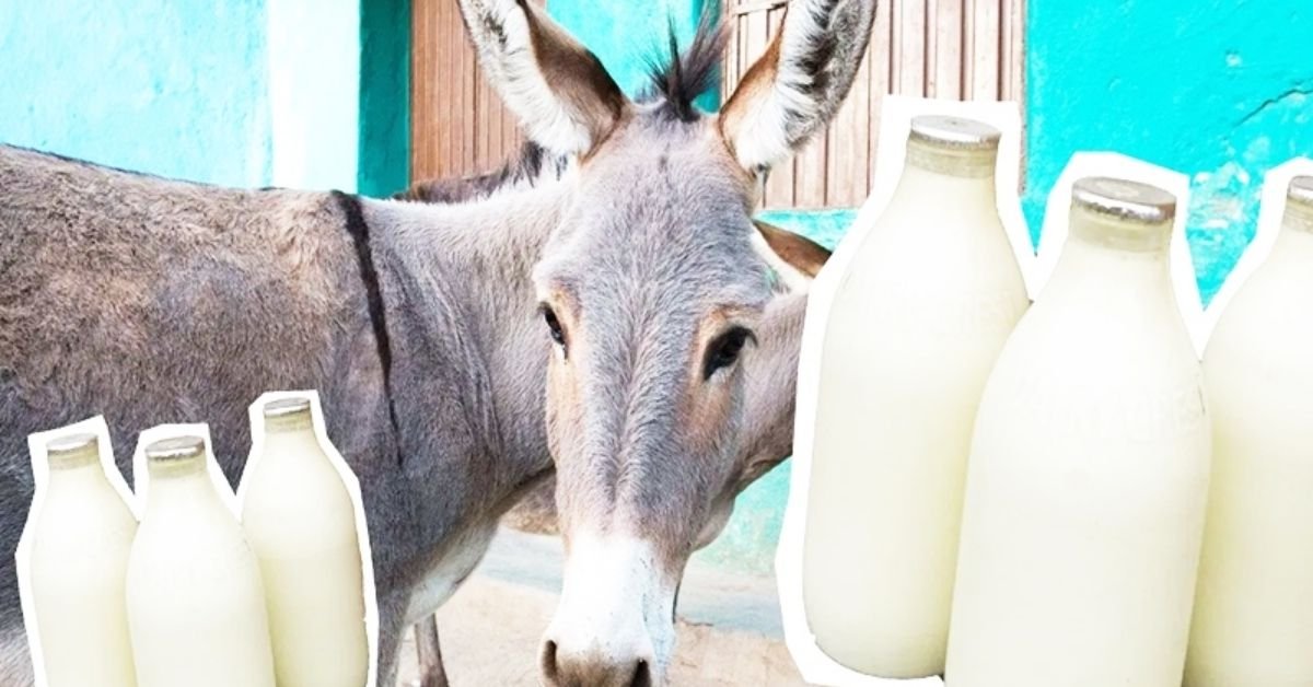Donkey Milk | K Facts