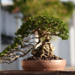 Do trees have feelings