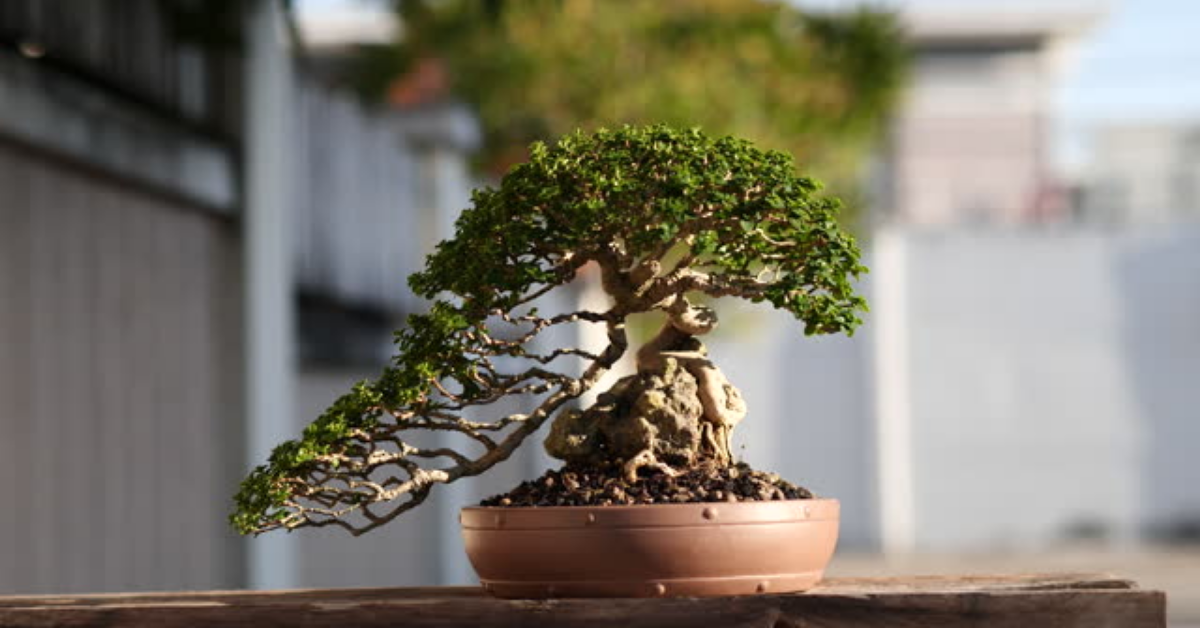 Do trees have feelings