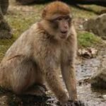 Fruit Containing Alcohol