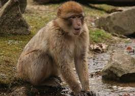 Fruit Containing Alcohol