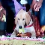 Man celebrates dog’s birthday