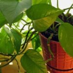 Vastu tips for money plant