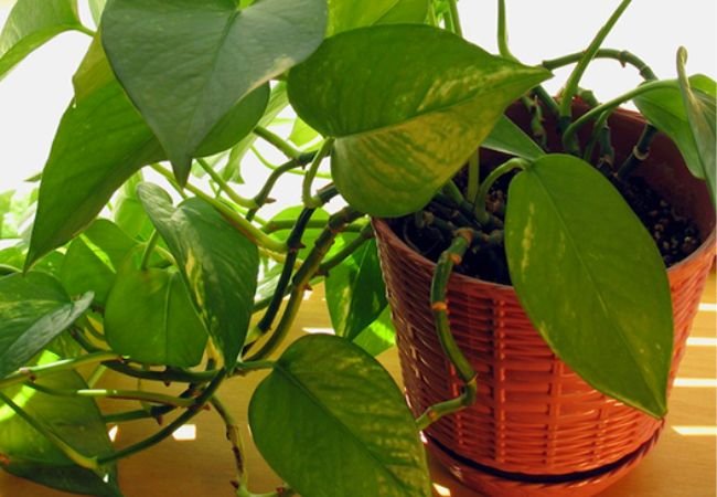 Vastu tips for money plant