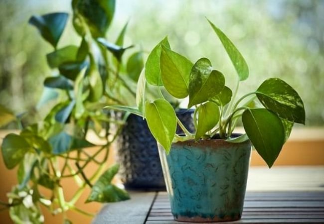 Vastu tips for money plant