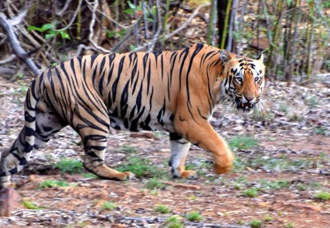 Tiger names in India