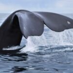 Whales New Study