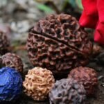 Rudraksha Bhadraksha