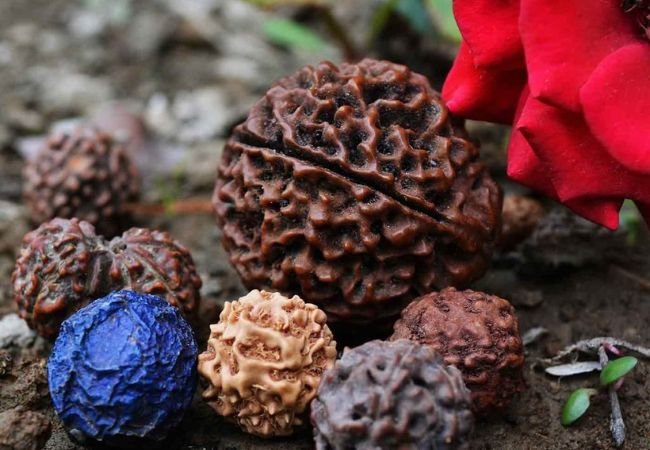 Rudraksha Bhadraksha