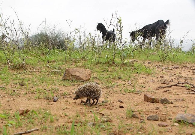 Theft from Moong Singh's house