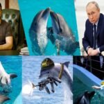 Dolphin Army of Russia