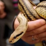 Sneak Stuck in Mouth