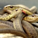 Marriage gift as snakes