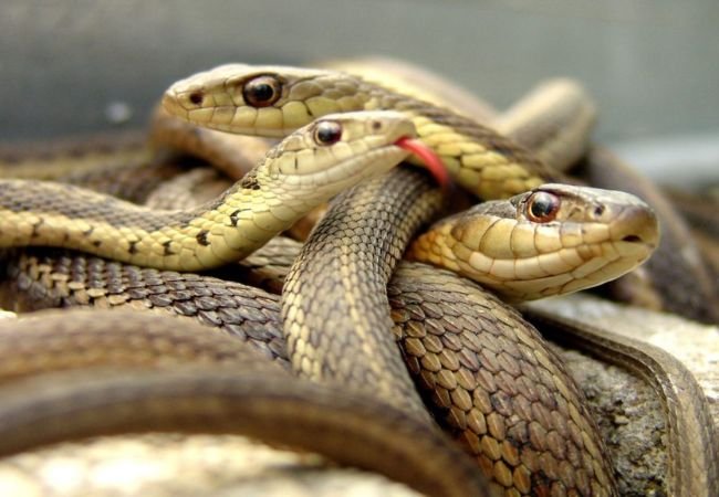 Marriage gift as snakes