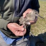 Bird Files Guinness World Record