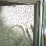 Mosquito Factory in China