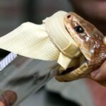 Most Poisonous Snake