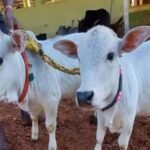 Punganur Cow