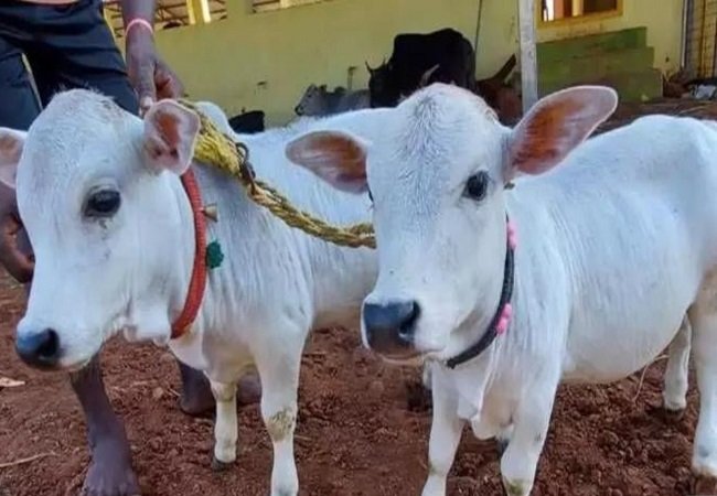 Punganur Cow