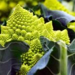 Romanesco Broccoli