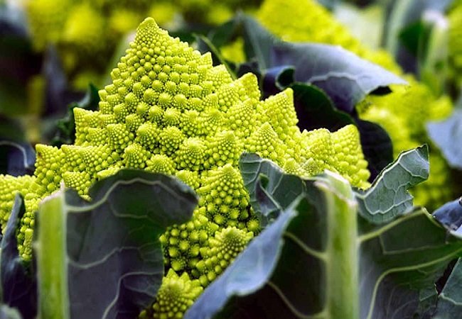 Romanesco Broccoli