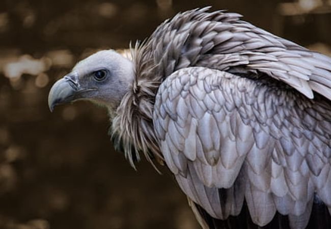 Himalayan Vulture