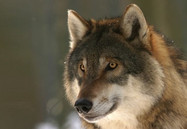 Man look like Wolf