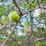 Worlds poisonous tree
