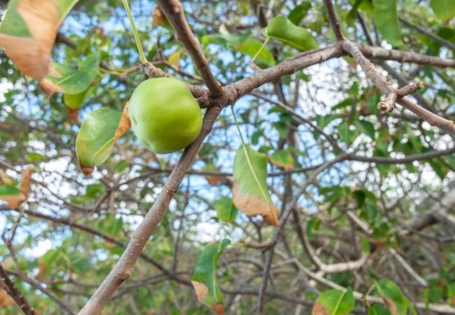 Worlds poisonous tree