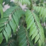 Curry Leaves