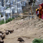 Buddhist Monk Cremation