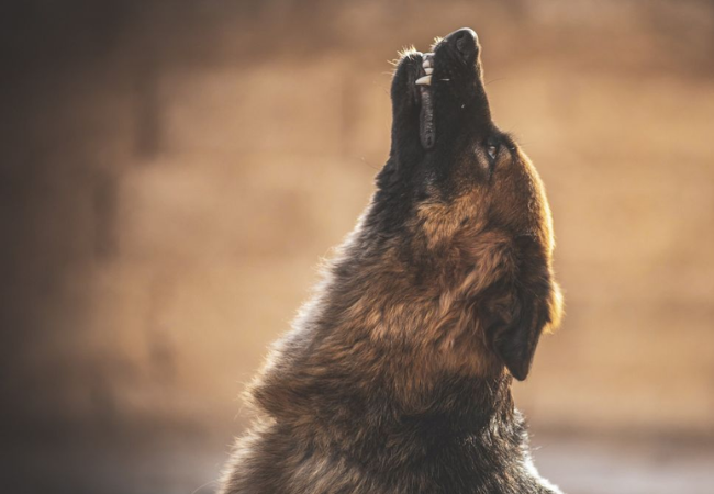 Dogs cry at night