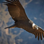 andean condor