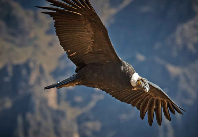 andean condor