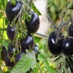 Black tomato