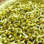 mung bean