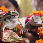Frog Marriage