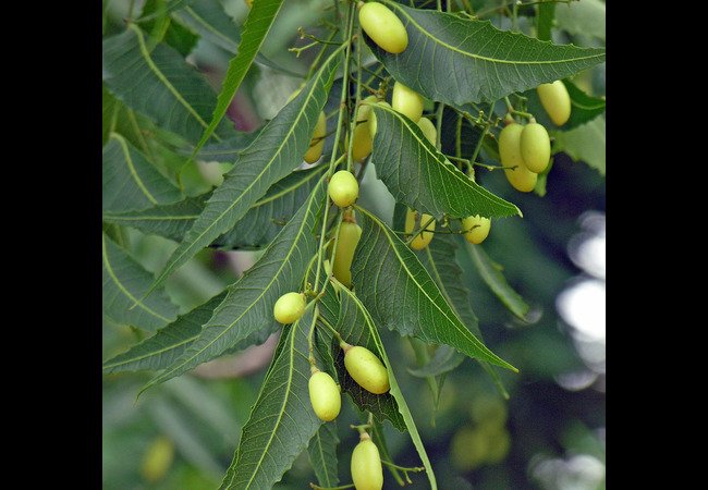 Benefits of Neem