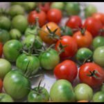 Red Tomato vs Green Tomato