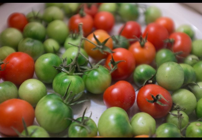 Red Tomato vs Green Tomato