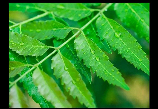 Benefits of Neem