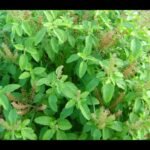 Holy Basil Health Benefits