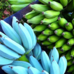 blue banana