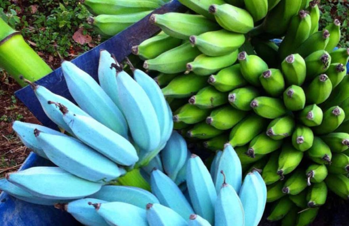 blue banana