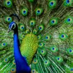 Peacock Dream Interpretation