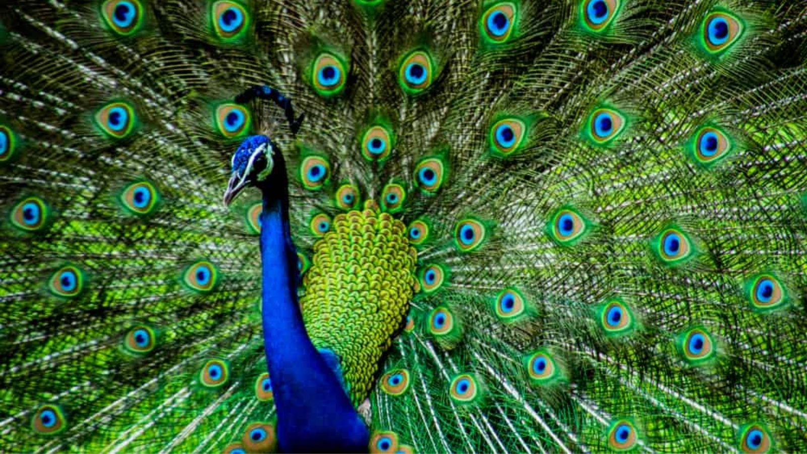 Peacock Dream Interpretation