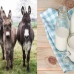 Donkey Milk