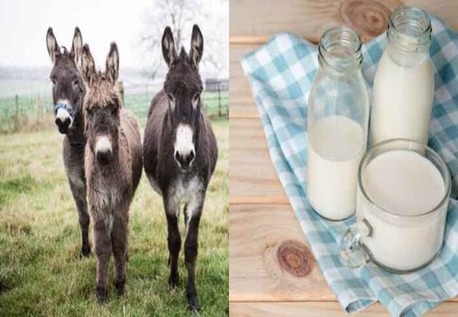 Donkey Milk