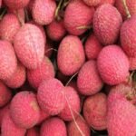 Bihar Litchi