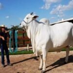Nelore Cattle
